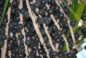 productores-fruto-aÃ§ai-zelera